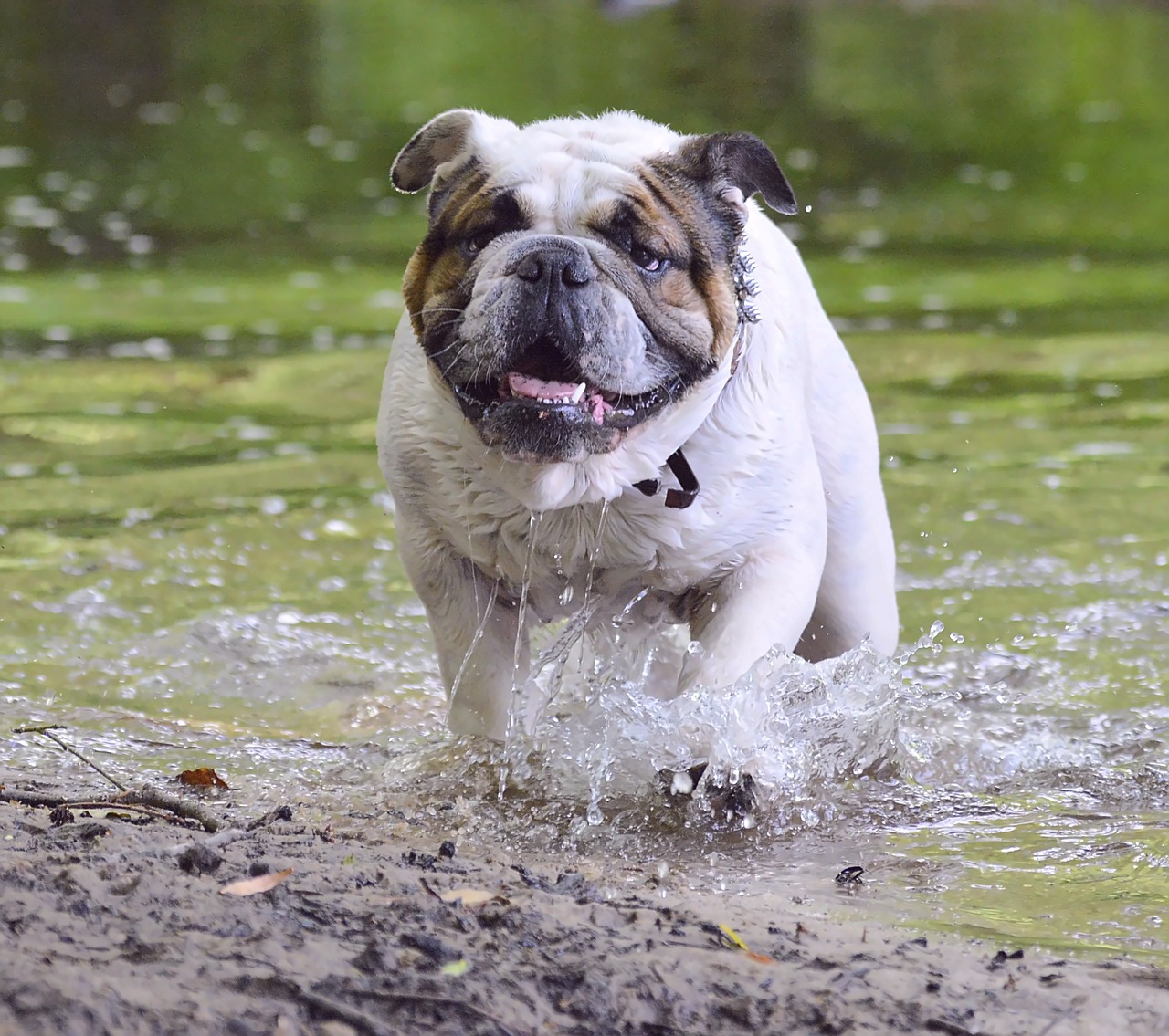 bulldog dog family free photo