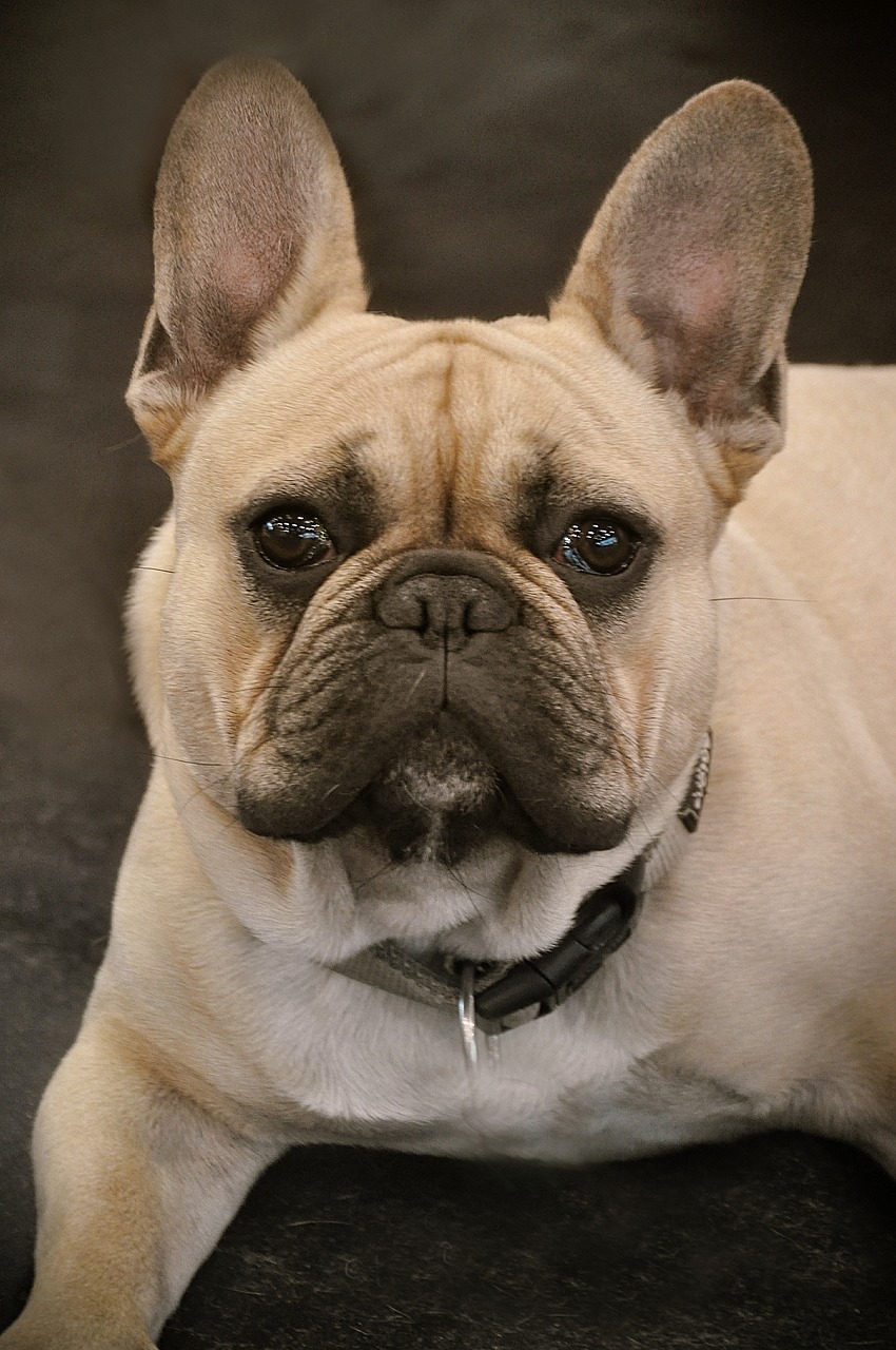 bulldog french bulldog dog free photo