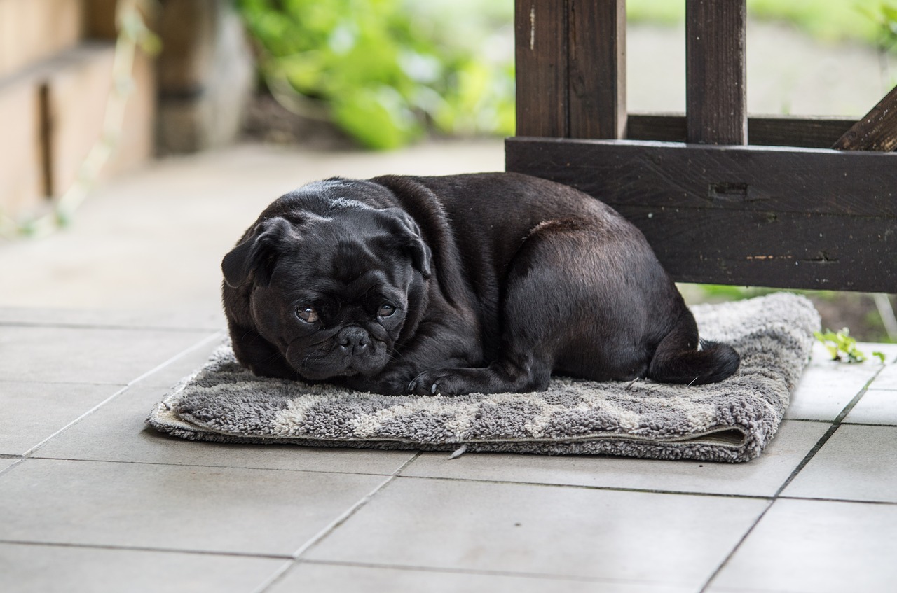 bulldog french cute free photo