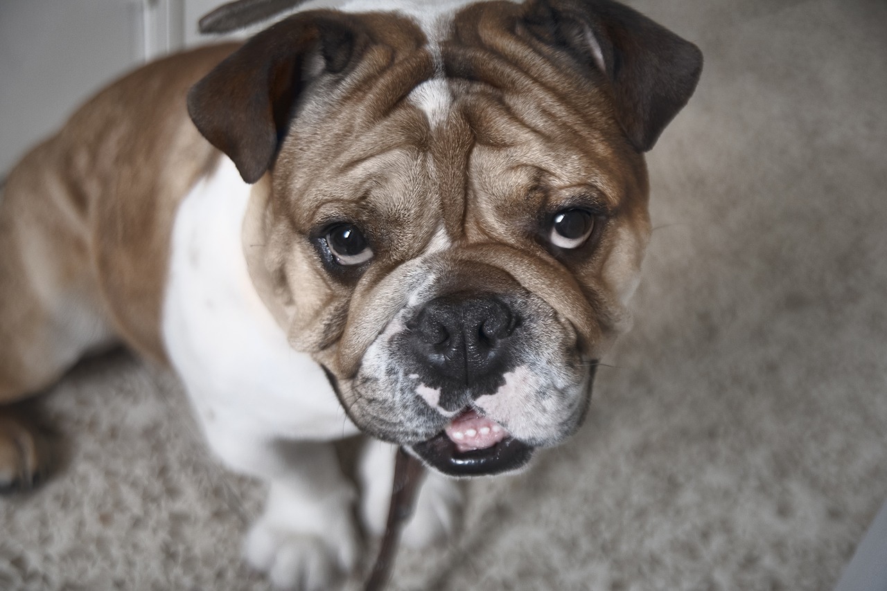 bulldog  dog  animals free photo