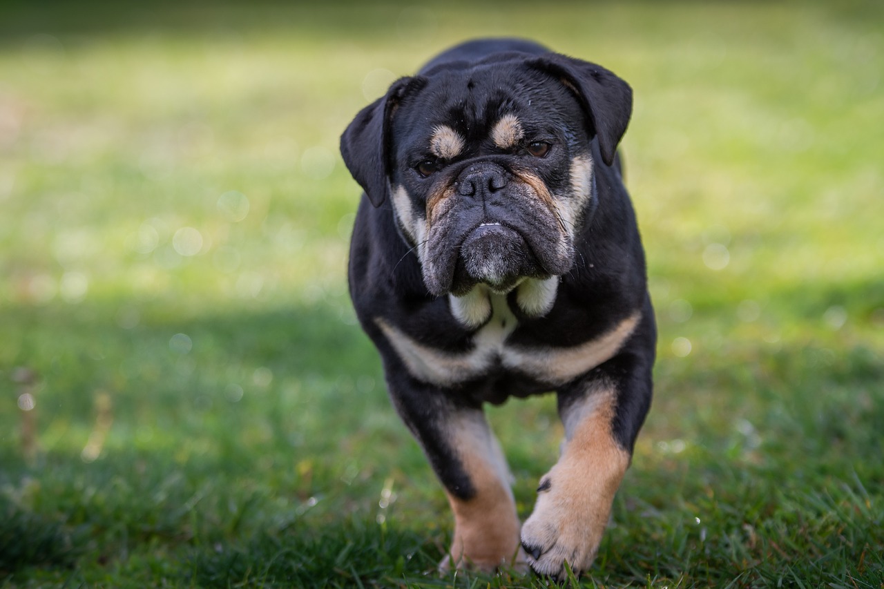 bulldog  english bulldog  dog free photo