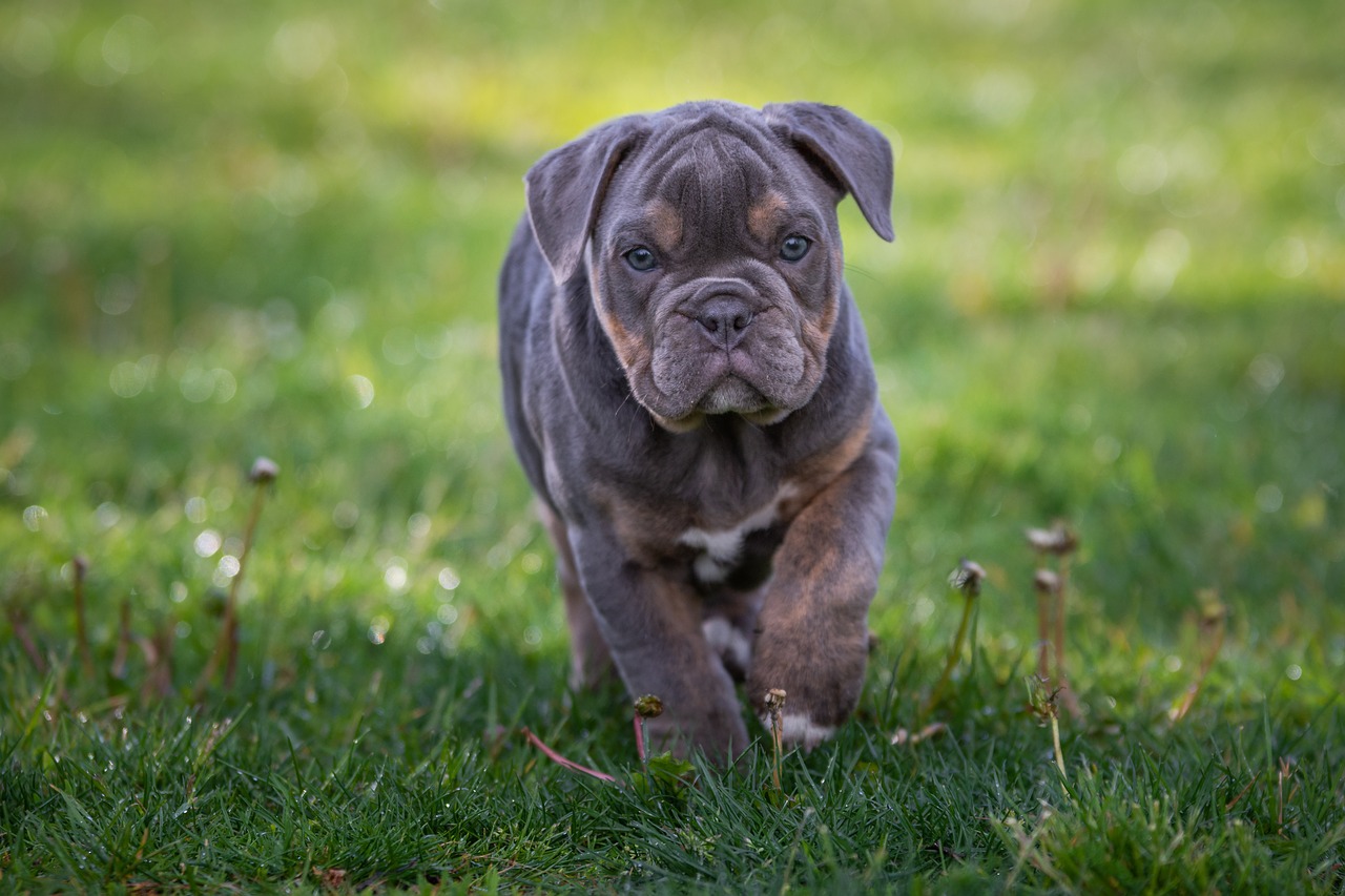 bulldog  english bulldog  dog free photo