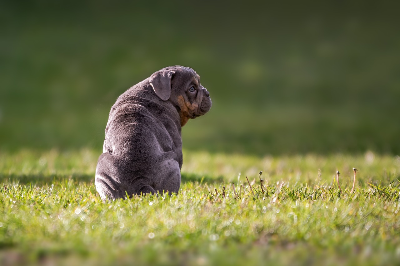 bulldog  english bulldog  dog free photo