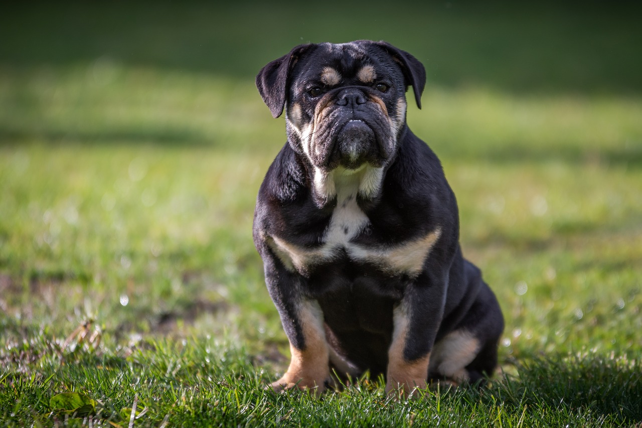 bulldog  english bulldog  dog free photo