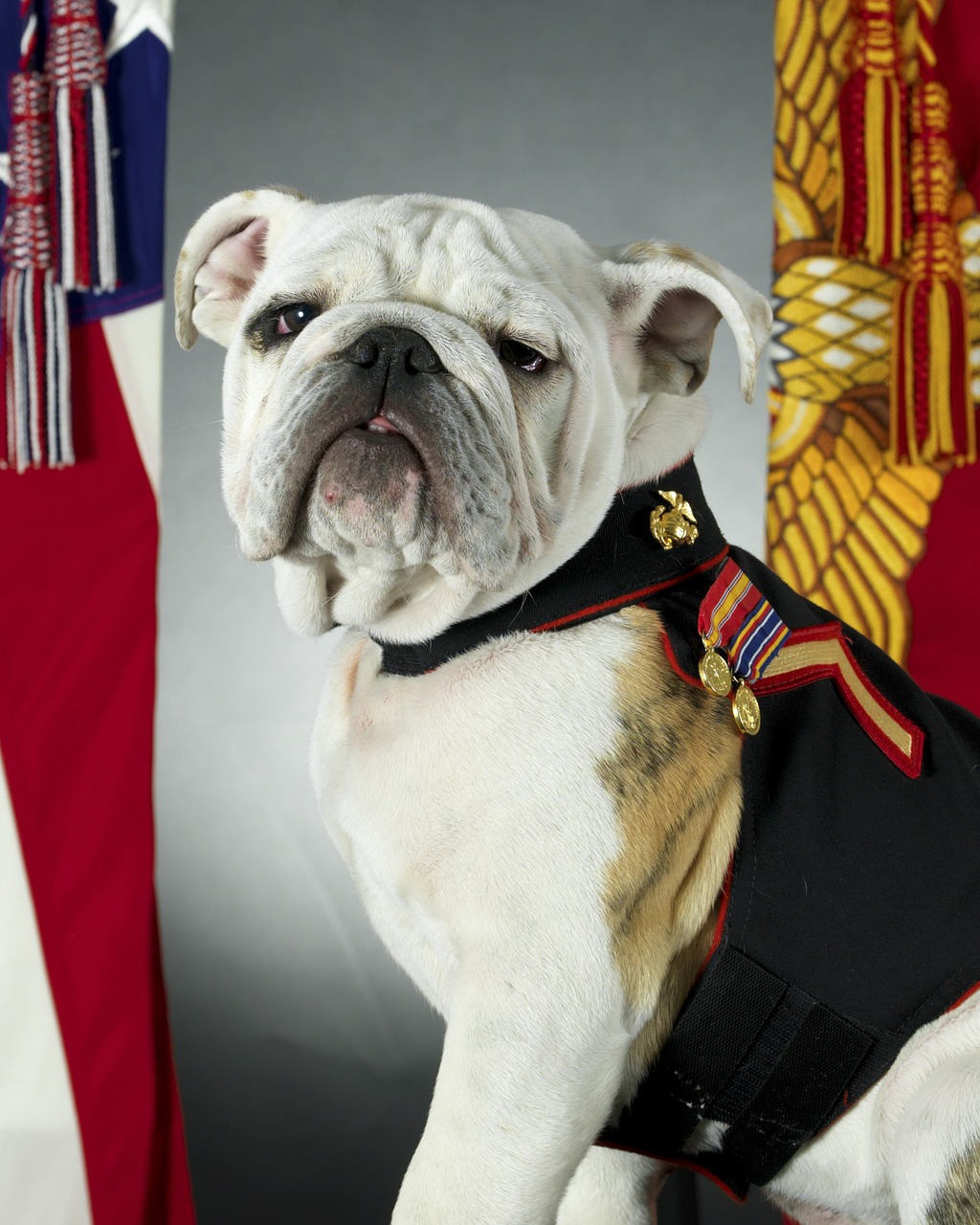 bulldog official mascot marine corps free photo