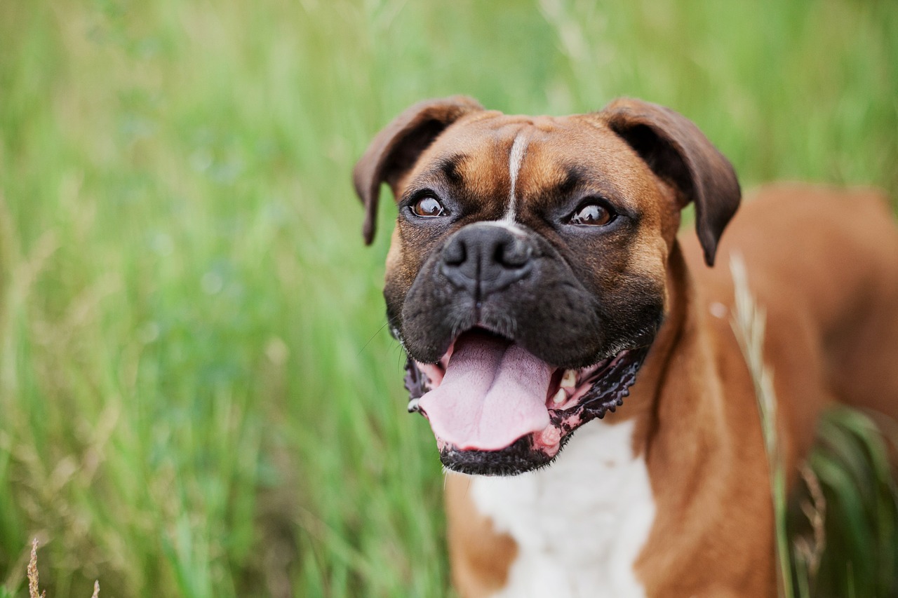 boxer bog dog animal free photo