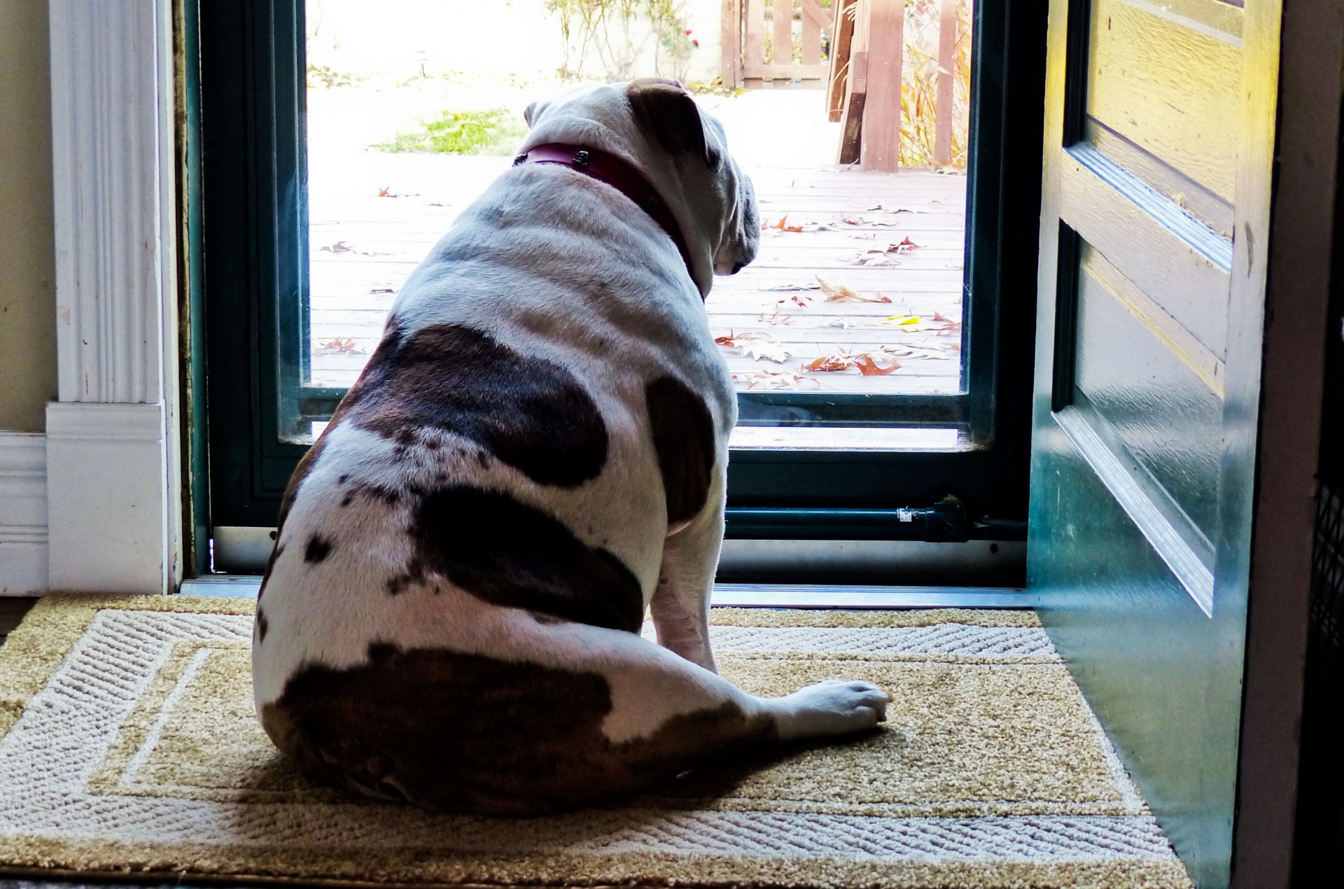 bulldog waiting door free photo