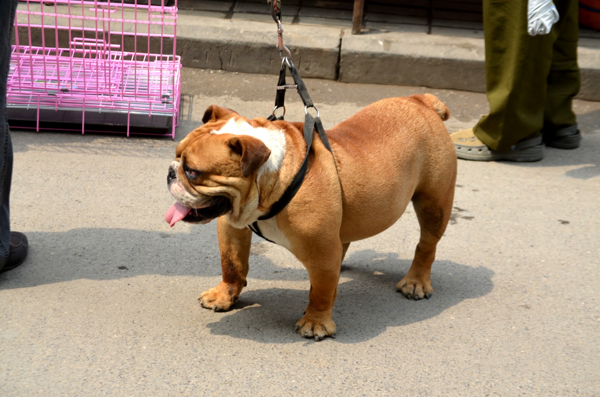 animals dog bulldog free photo