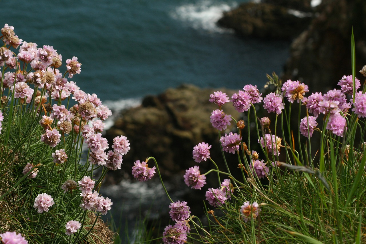 bullers of buchan  scotland  sea-lavender free photo