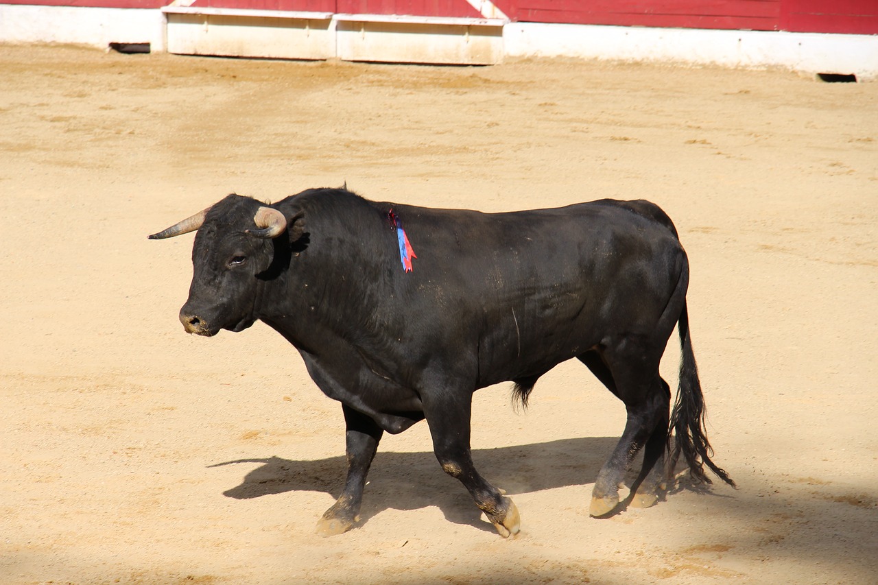 bullfight bull arenas free photo