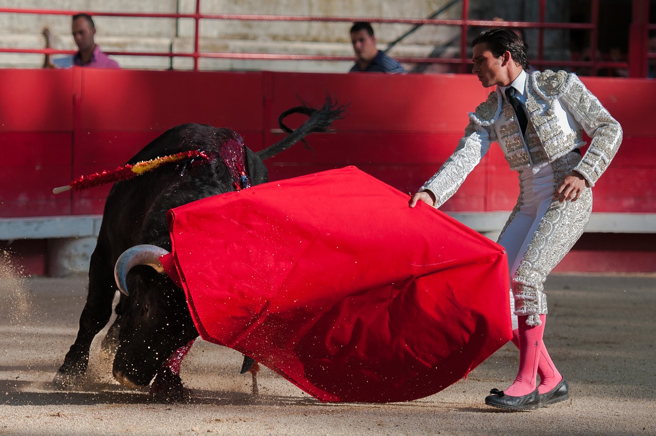bullfight bulls arenas free photo