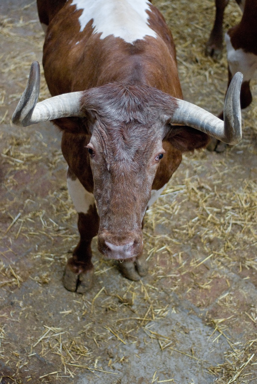 bullfight bull head free photo