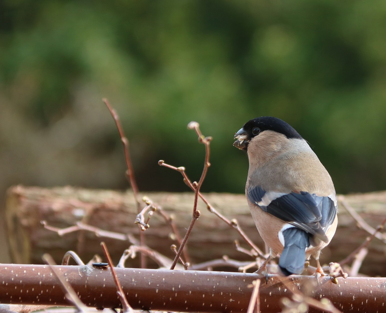 bullfinch female garden bird free photo