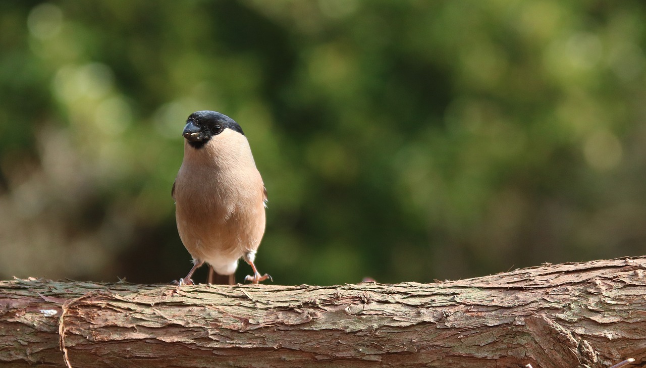 bullfinch bull finch female free photo