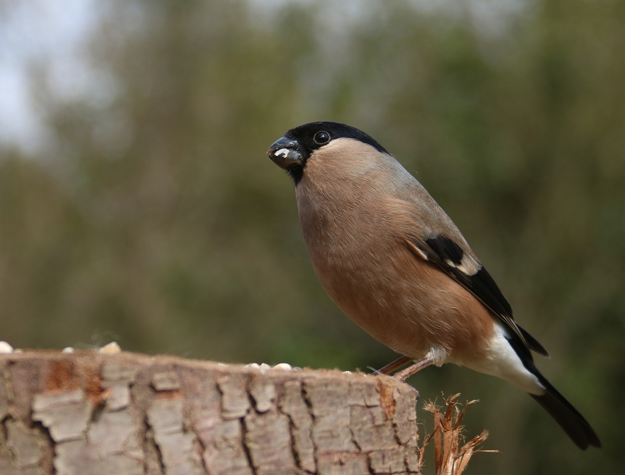 bullfinch female bird free photo