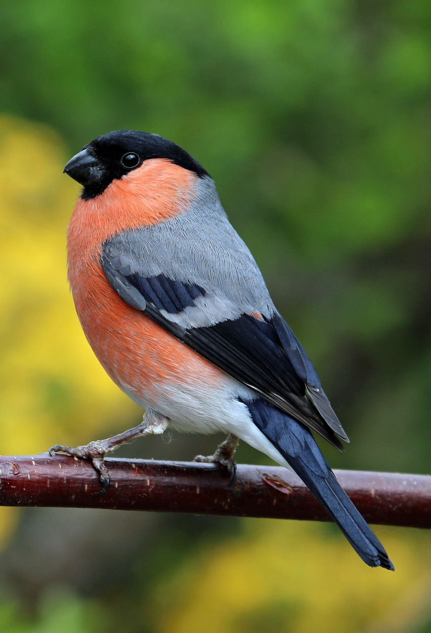 bullfinch bull finch bird free photo