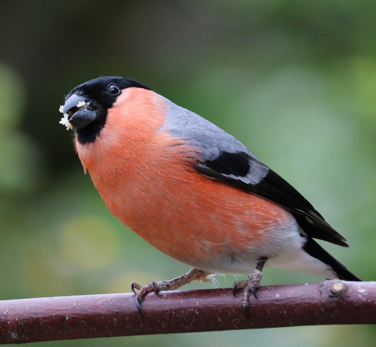 bullfinch song bird bird free photo