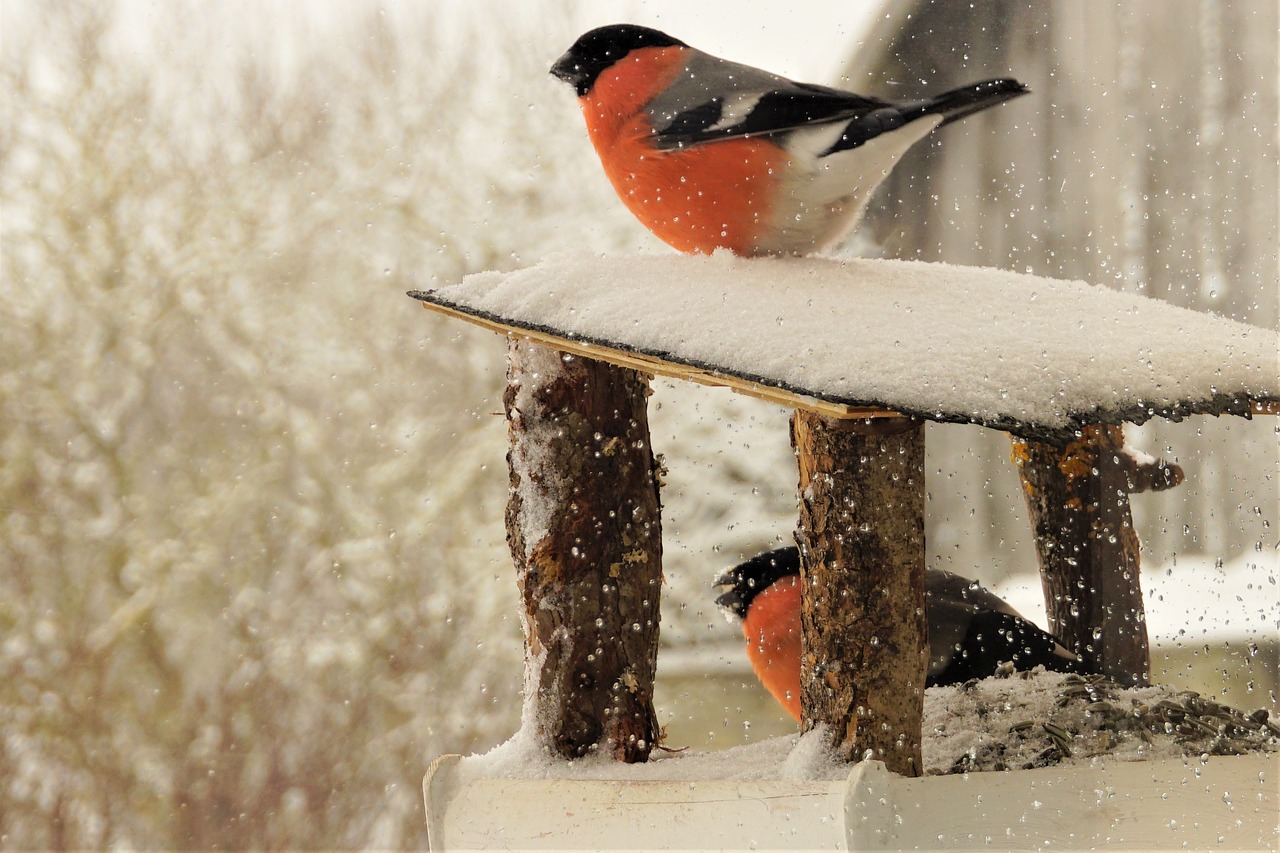 bullfinch  birds  winter free photo