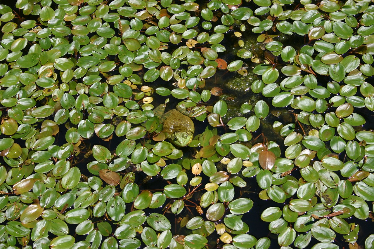 bullfrog pond frog free photo