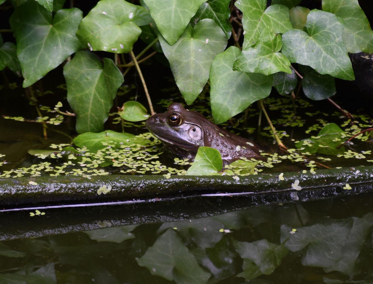 bullfrog  frog  amphibian free photo