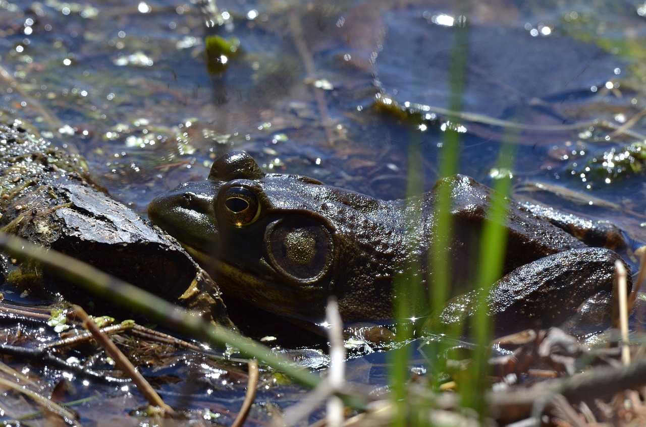 bullfrog  frog  pond free photo