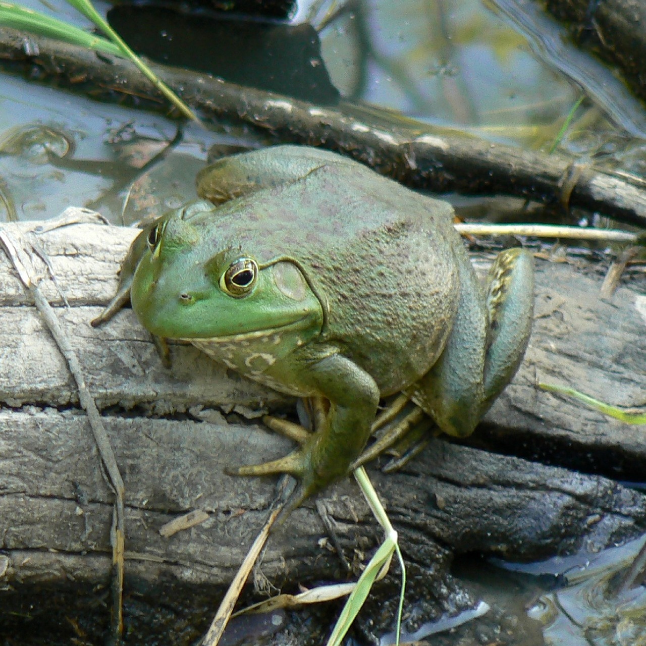 bullfrog portrait green free photo