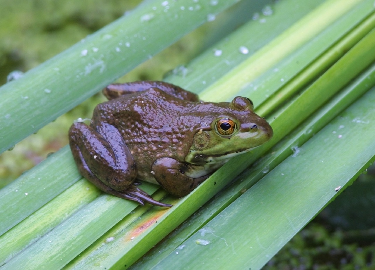 bullfrog portrait green free photo