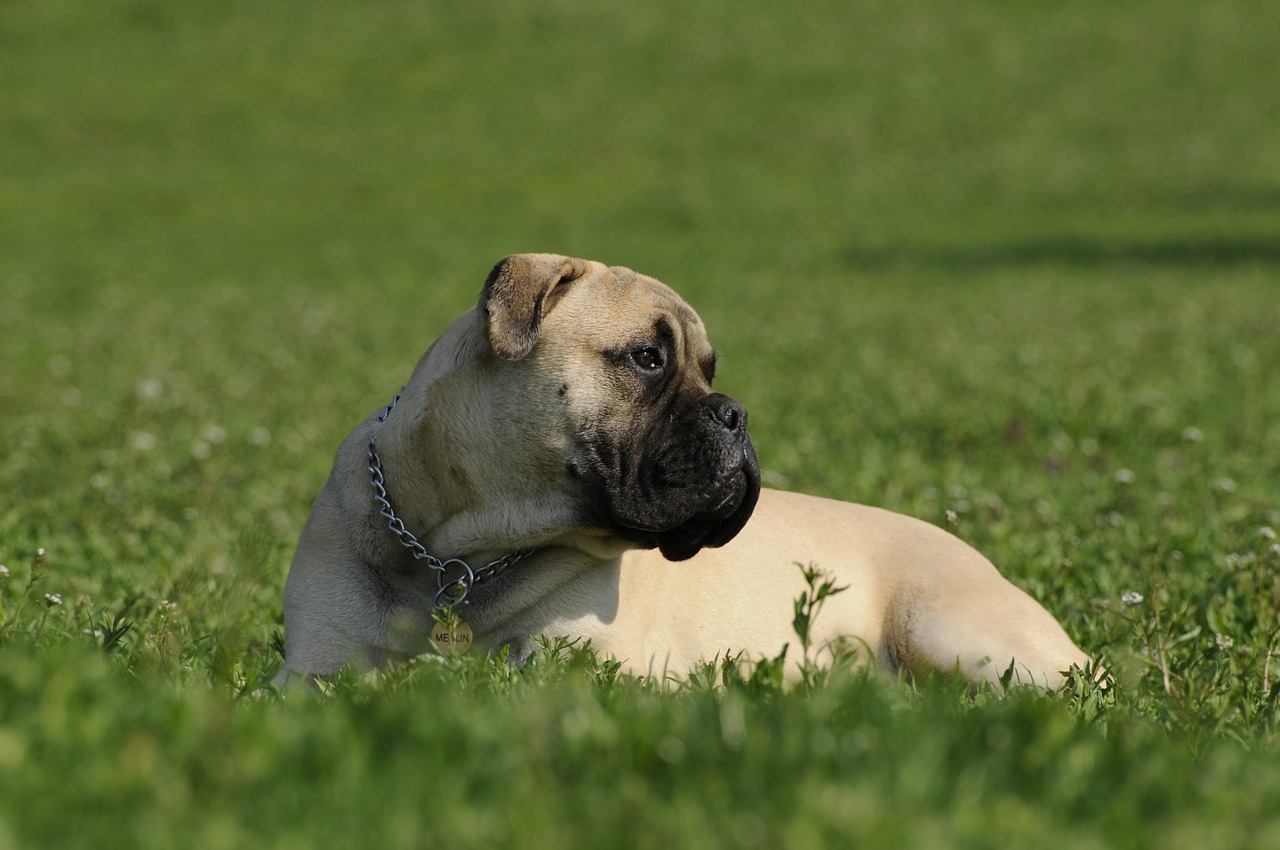 bullmastiff dog grass free photo