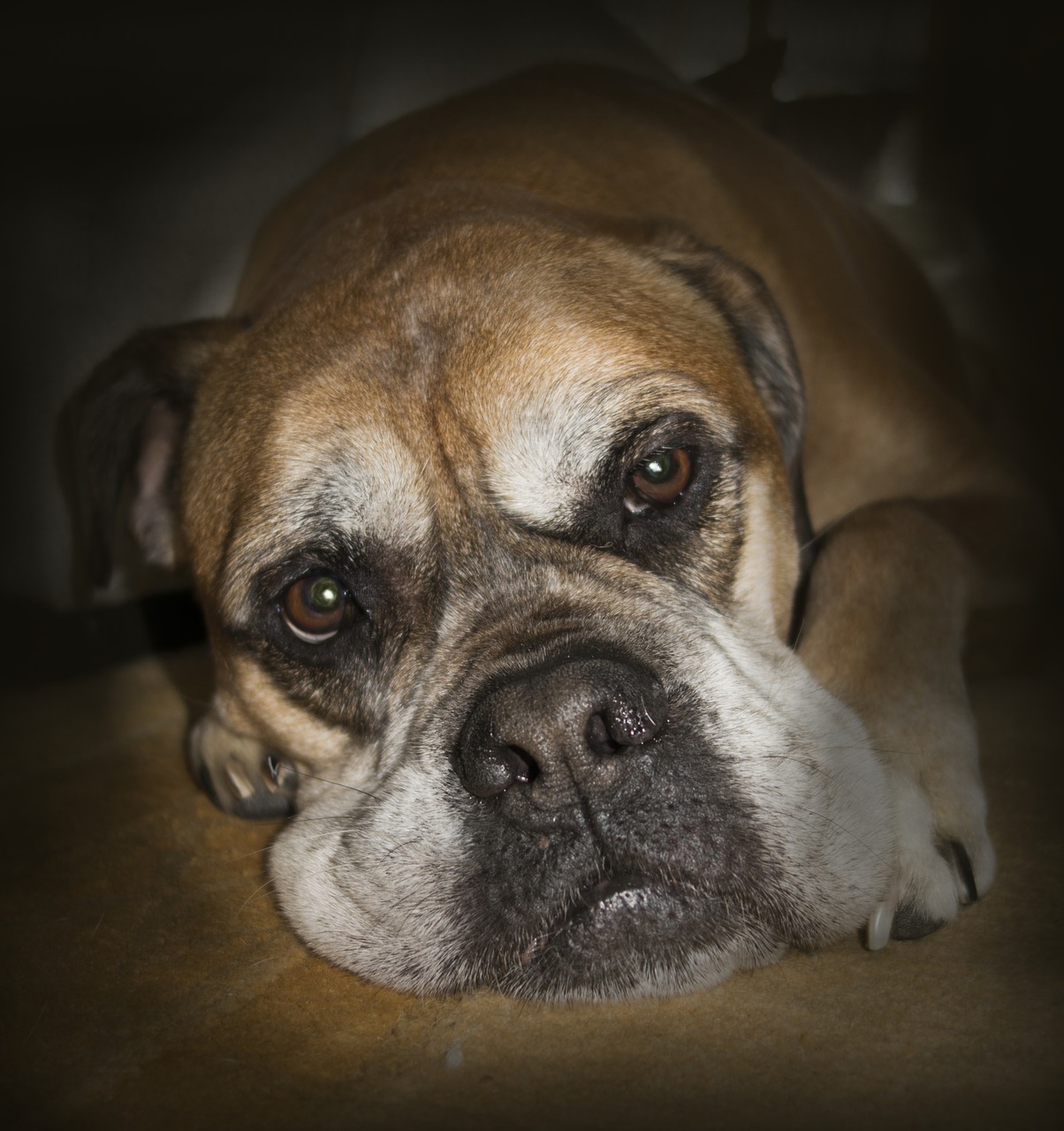 bullmastiff animals close up free photo