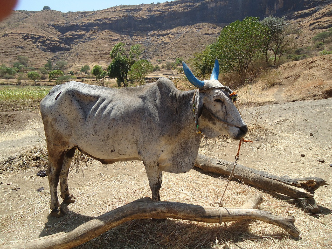 bullock animal cattle free photo