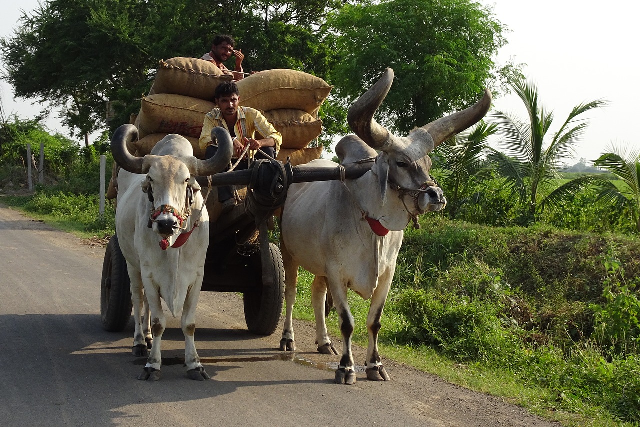 bullock ox cart free photo