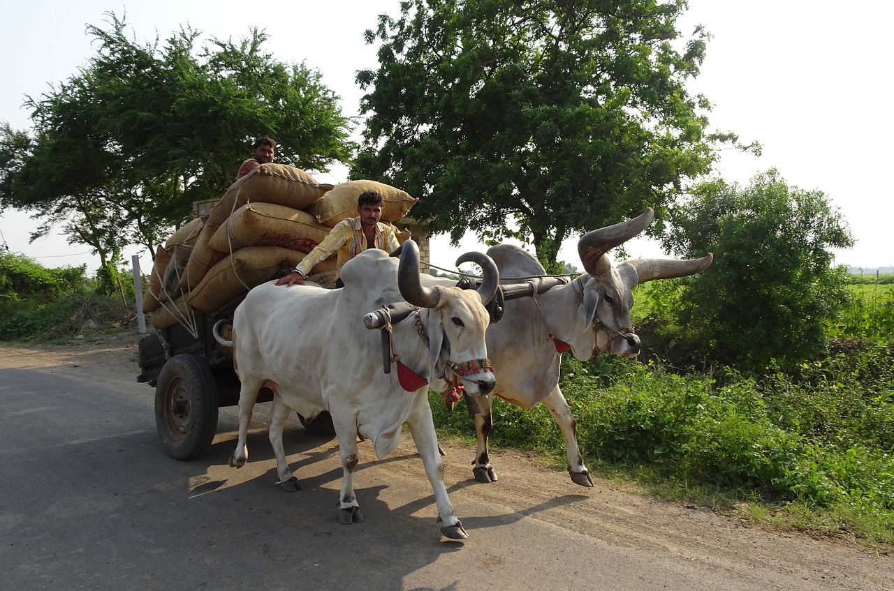 bullock ox cart free photo