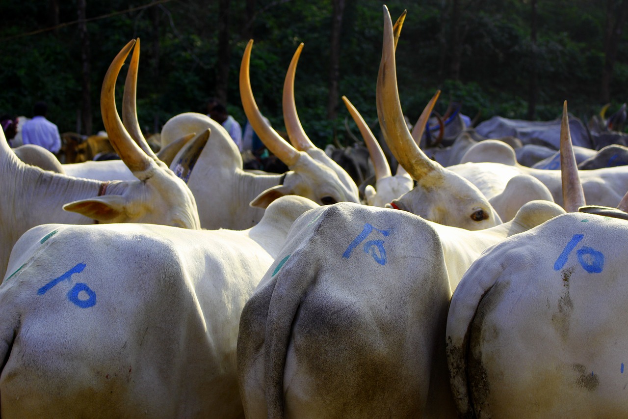 bullock  cattle  india free photo