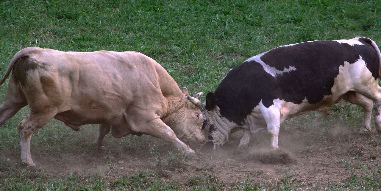 bulls cattle animals fight free photo