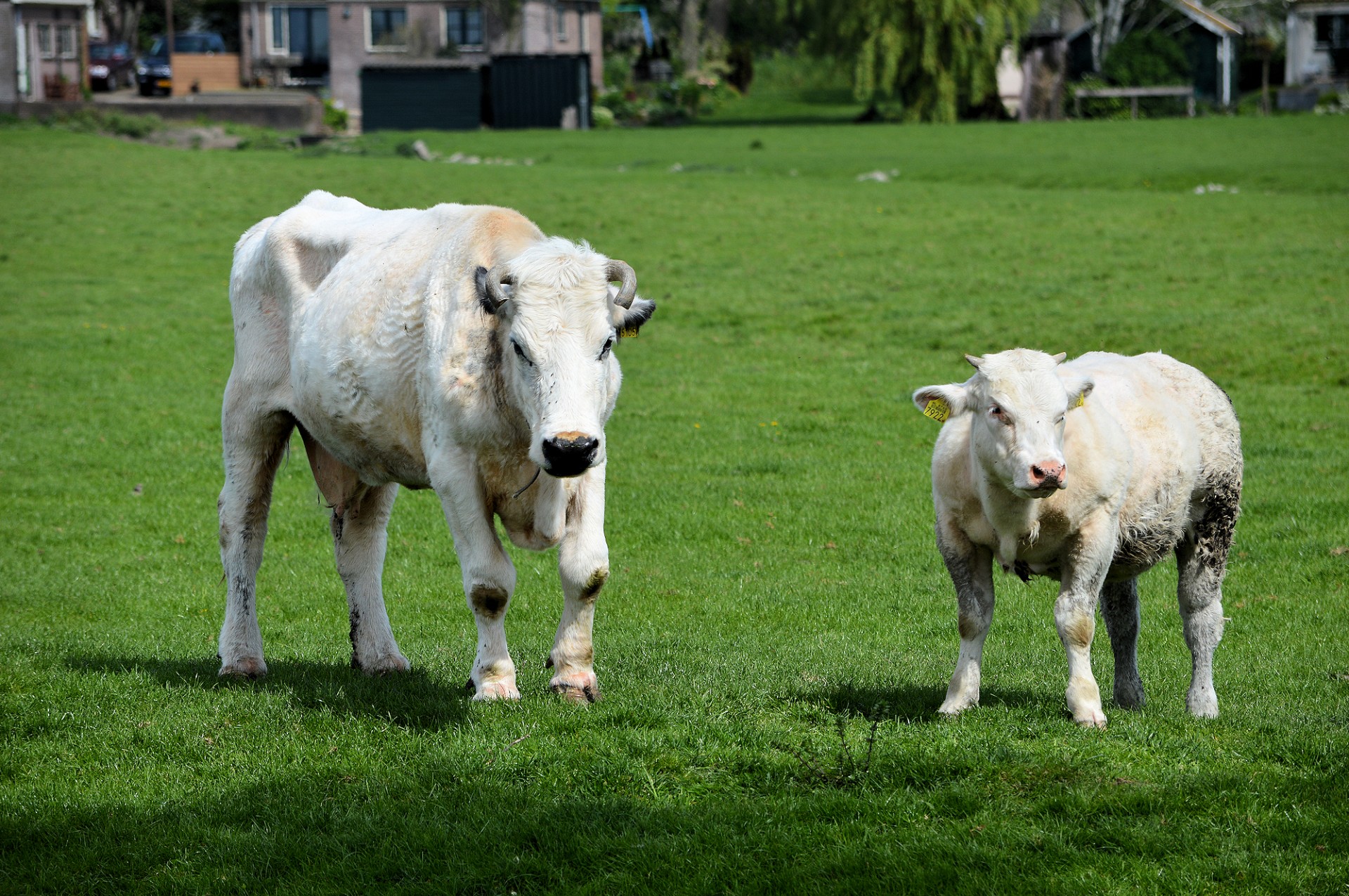 bull cattle animal free photo