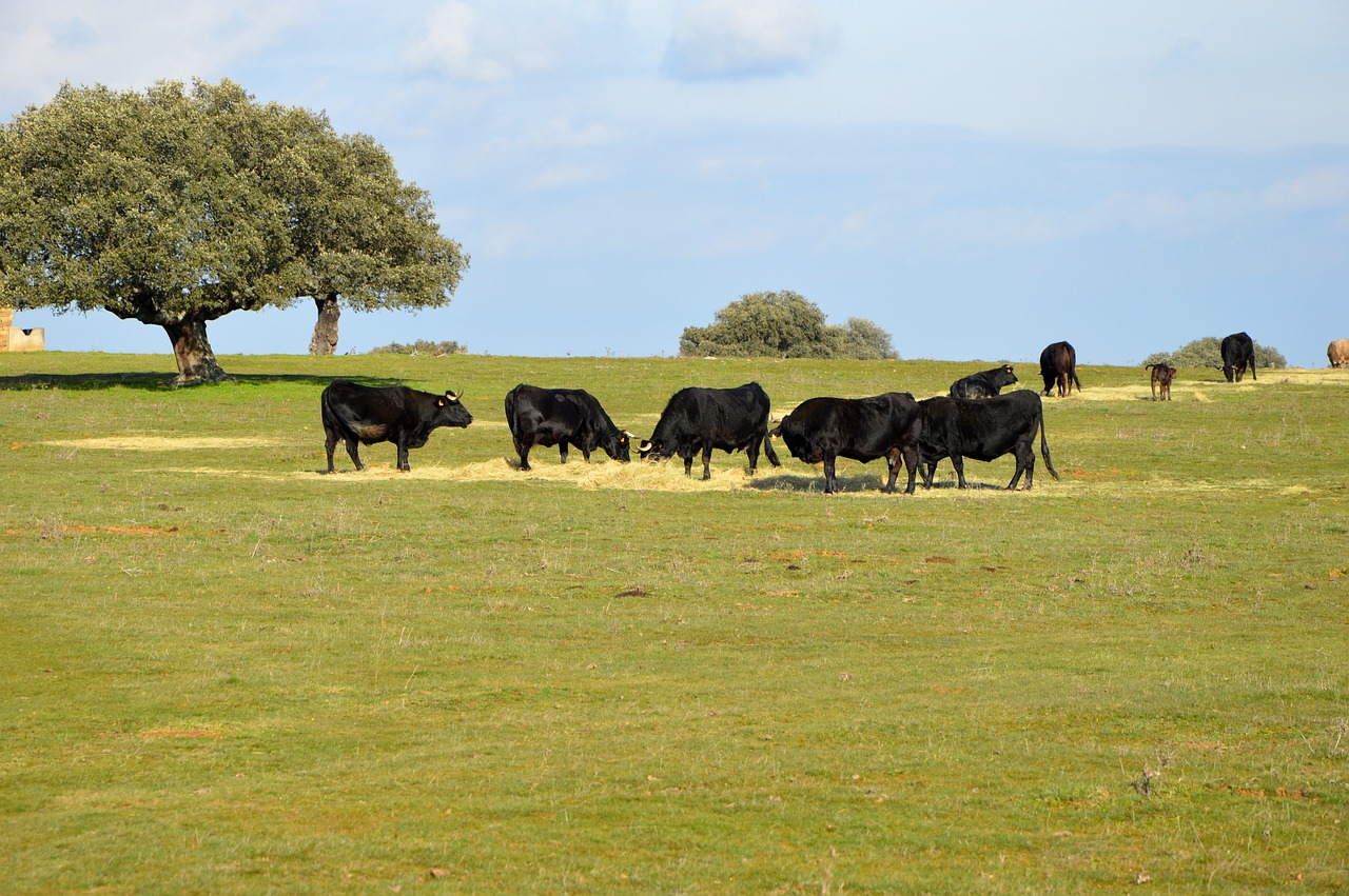 bulls salamanca animal husbandry free photo