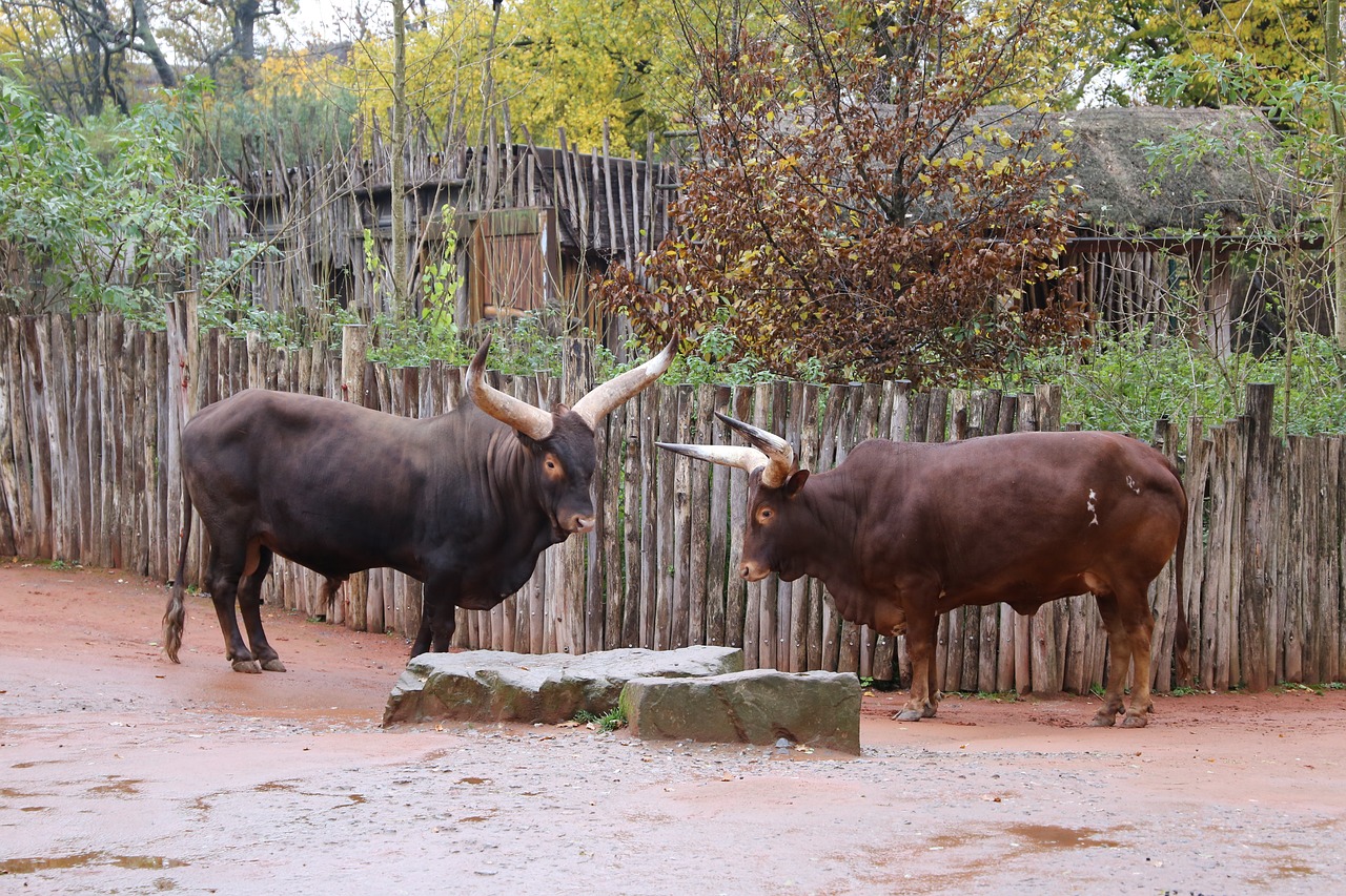 bulls two bulls animal free photo