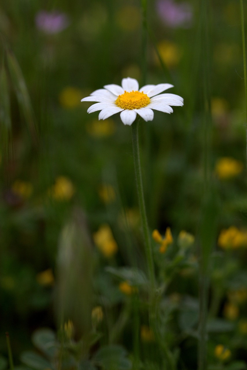 bull's eye flower plant free photo