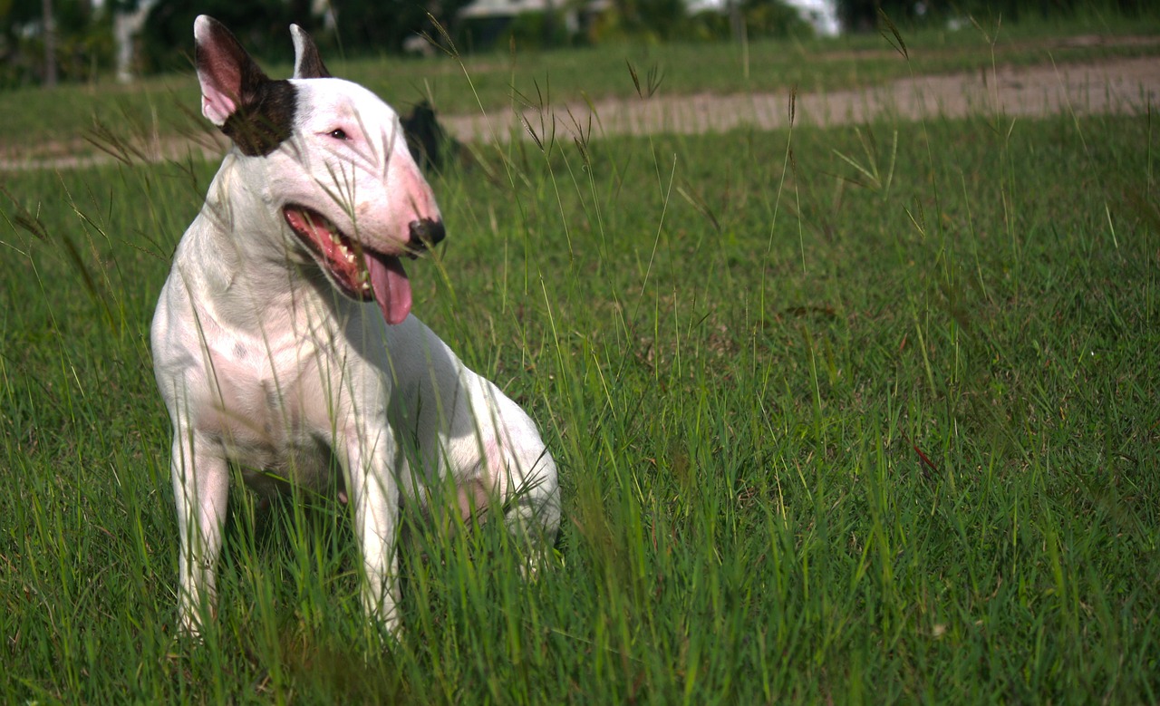 bullterrier dog female free photo