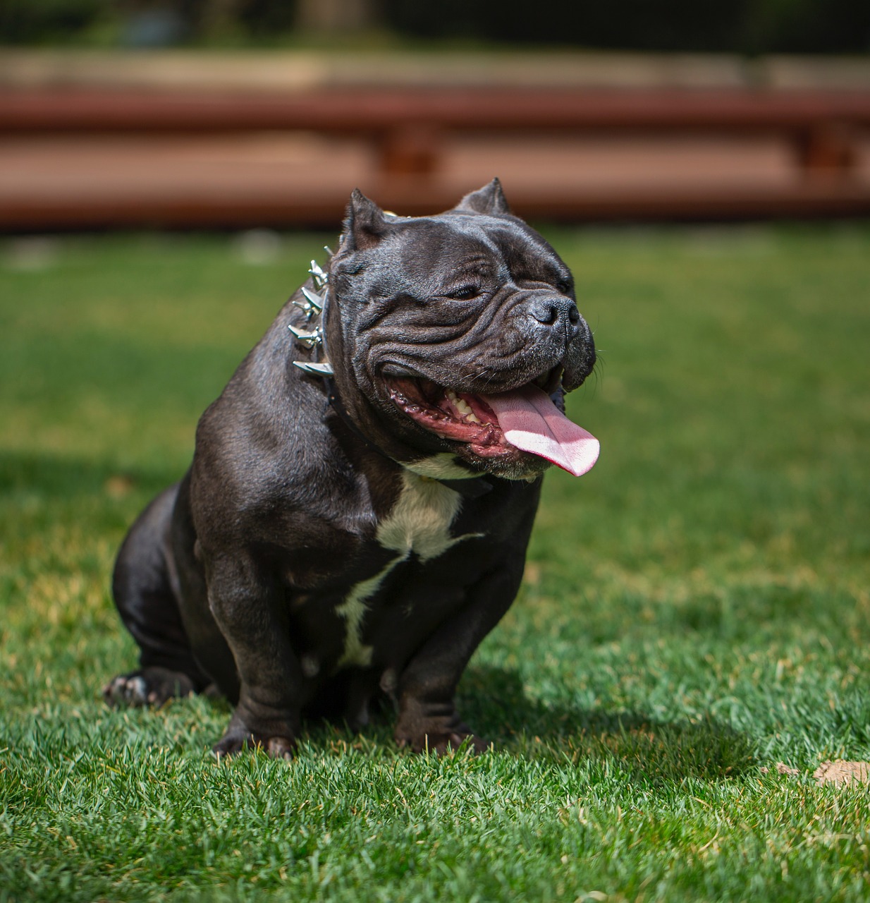 bully dog love the dog photography free photo