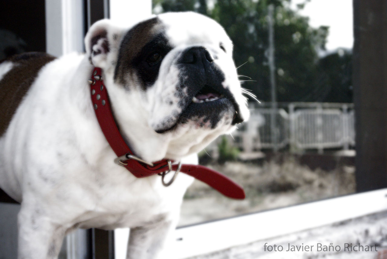 english bulldog dog free photo