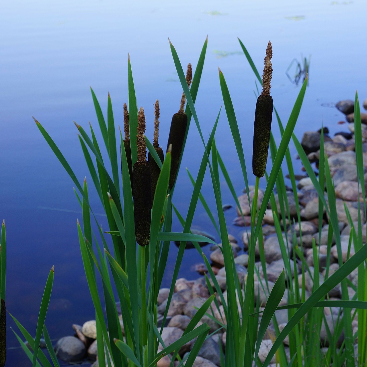 bulrush typha brown flower free photo