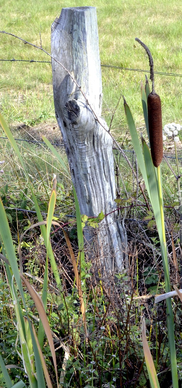 bulrush nature field free photo