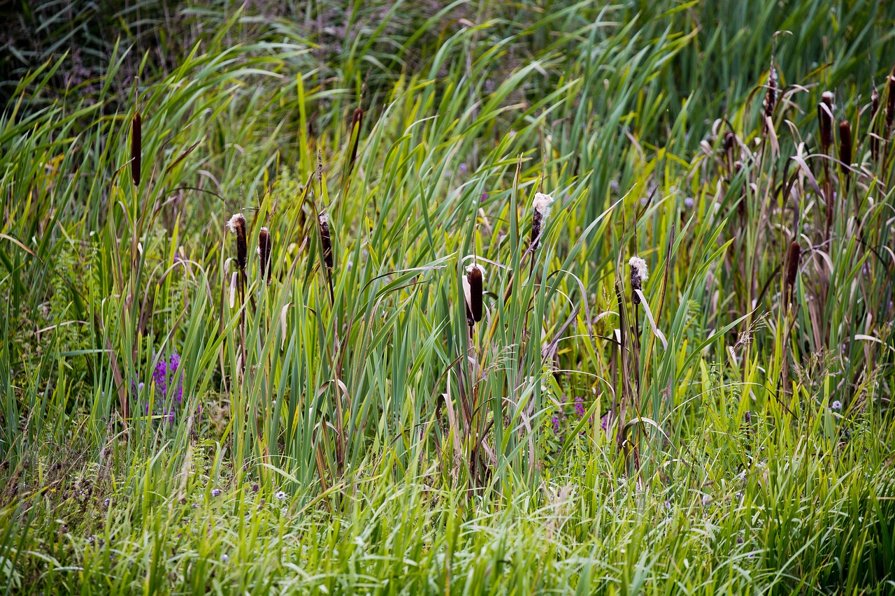 bulrushes reed wild grasses free photo