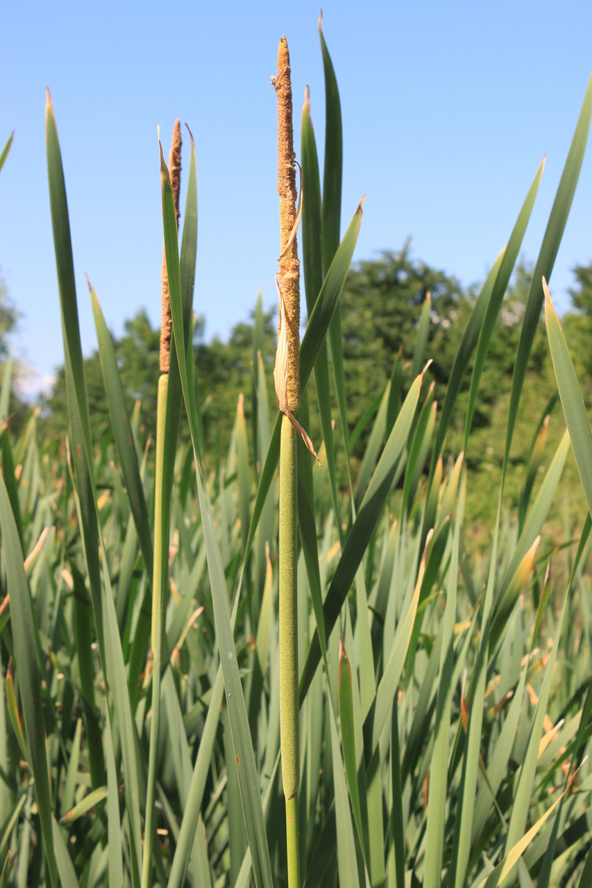 bulrushes green invasive free photo