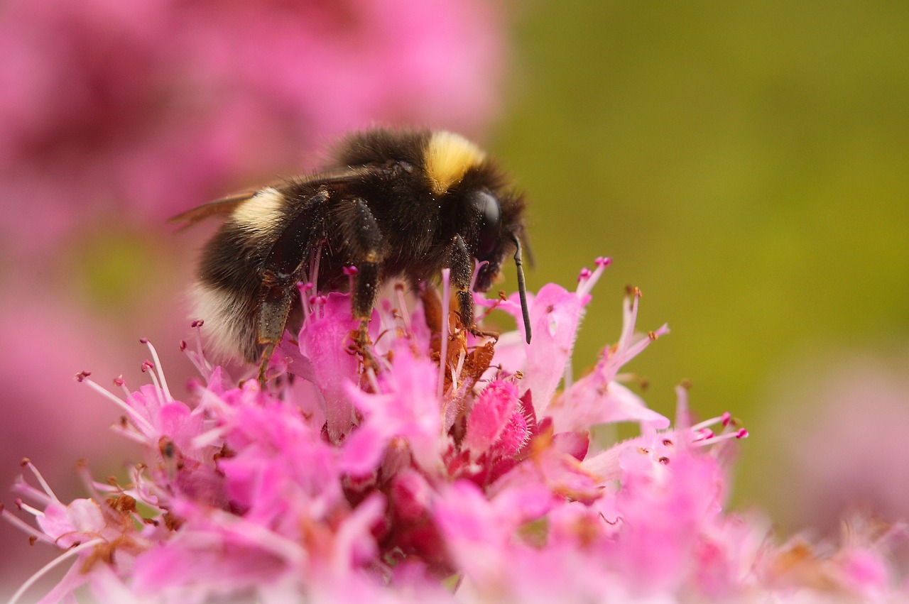 bumble  bee  bumblebee free photo