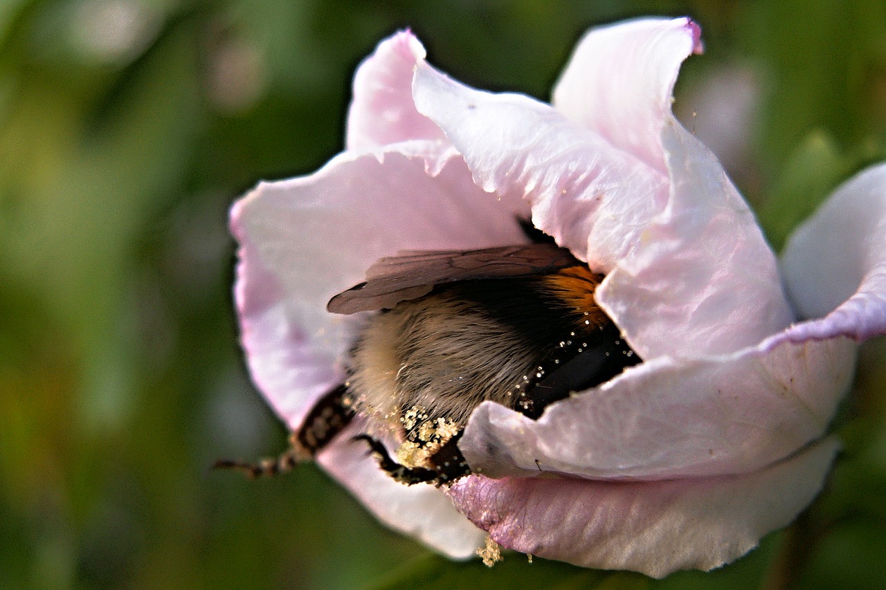 bumble-bee flower pollen free photo