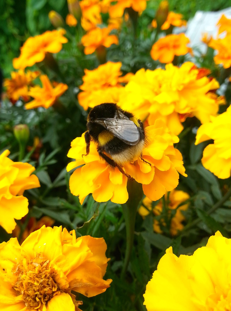 bumble-bee bee bee in bloom free photo