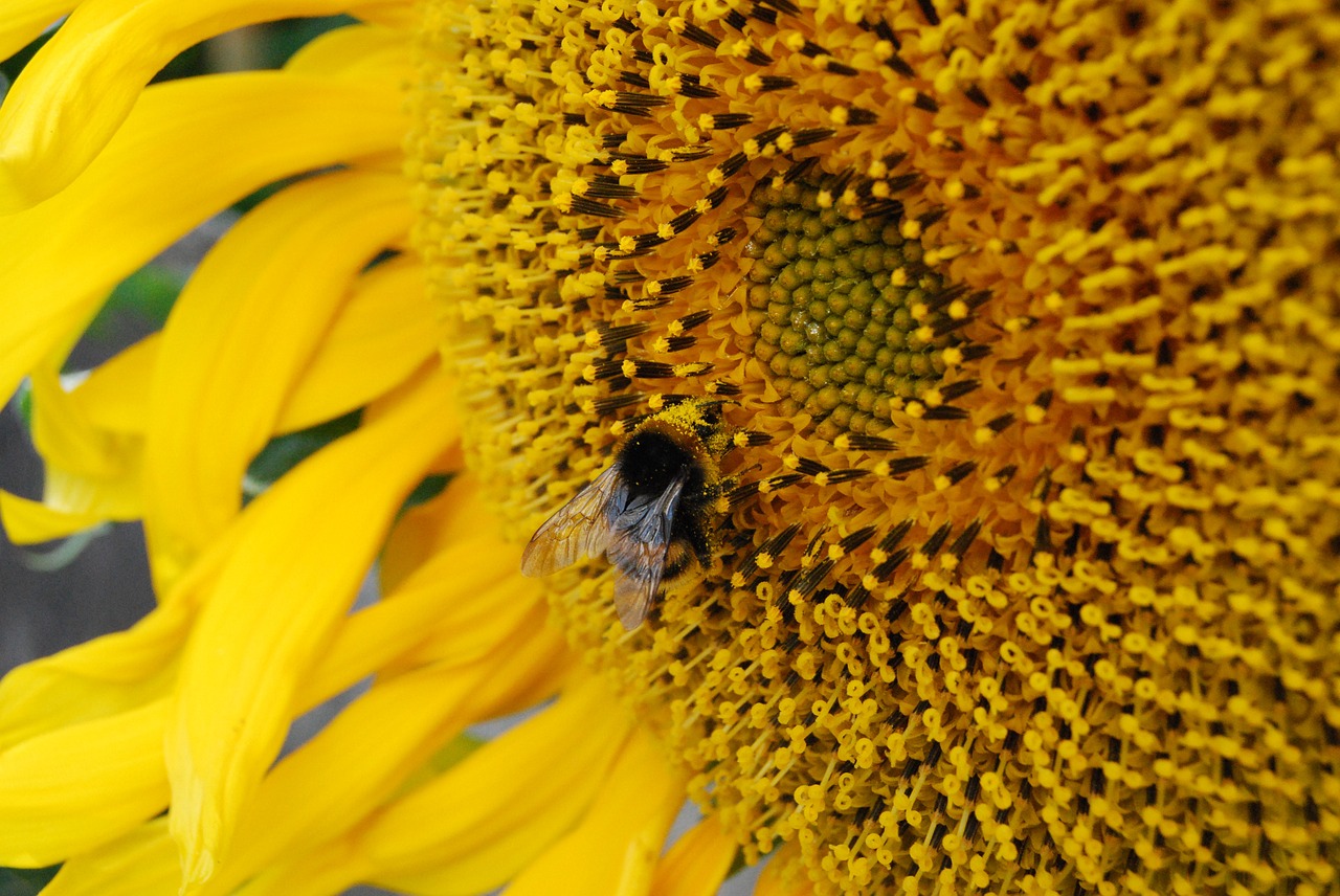 bumble bee sunflower spring free photo