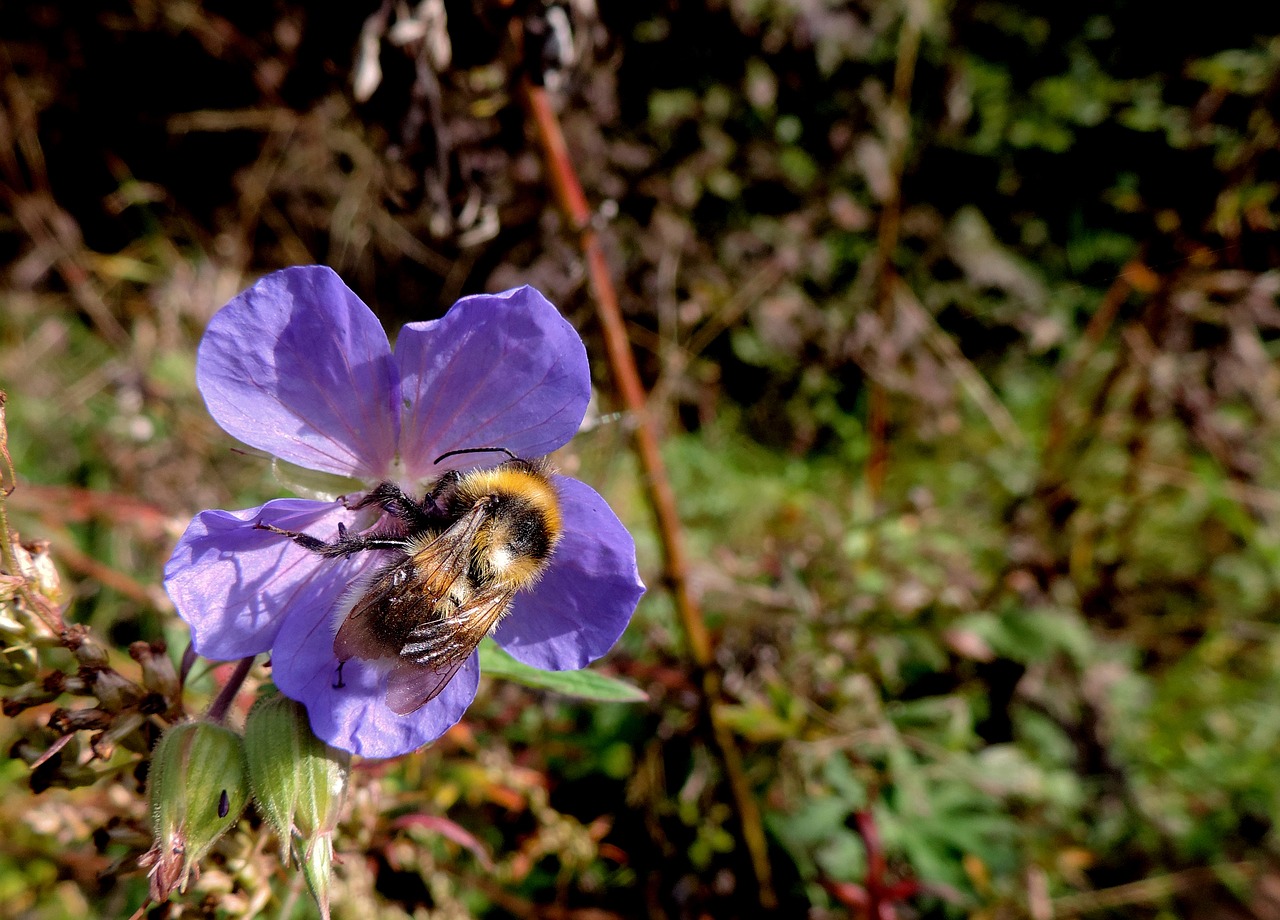 bumble bee bee nature free photo